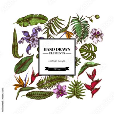 Papier peint  Square floral design with colored monstera, banana palm leaves, strelitzia, heliconia, tropical palm leaves, orchid