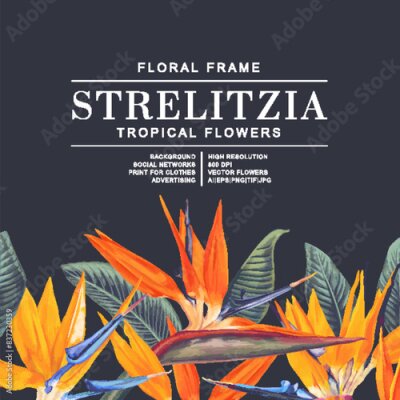 Papier peint  Square template with botanical tropical design on dark background. Realistic hand drawn style of bright Strelitzia flowers, Bird of Paradise, Crane flower. Plants on a dark background.
