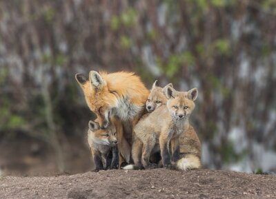 Papier peint  Squeezing In For Attention - Un kit de renard rouge s'accroche pour un peu d'amour de maman.