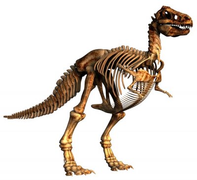 Papier peint  Squelette 3D d'un tyrannosaure