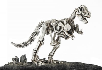 Papier peint  Squelette de tyrannosaure