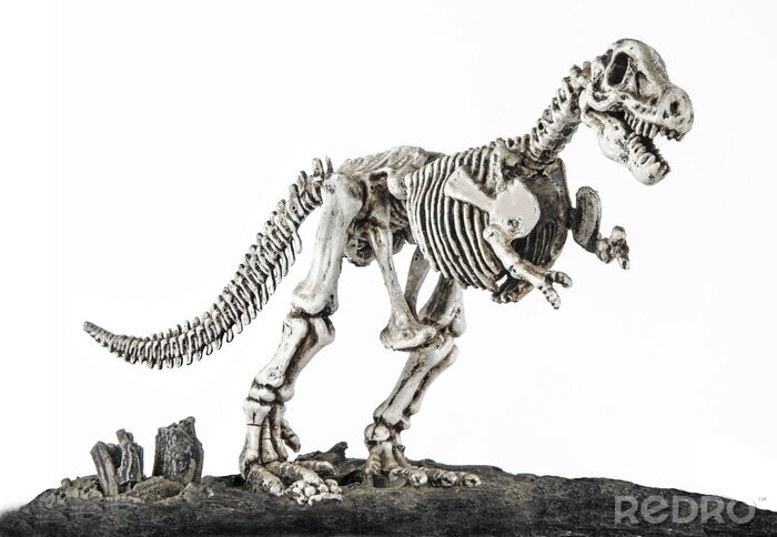 Papier peint  Squelette de tyrannosaure