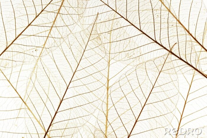 Papier peint  Squelettes de feuilles