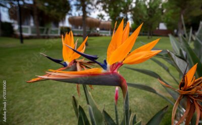 Papier peint  Starlily-Bird of Paradise flower -Strelitzia Reginae