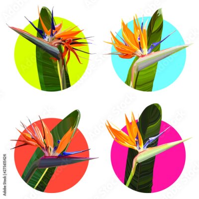 Papier peint  Stickers with Strelitzia Reginae orange tropical flower bouquets vector set isolated on white. Green leaves, orange and violet blossom. Design set. Vector illustration, EPS 10
