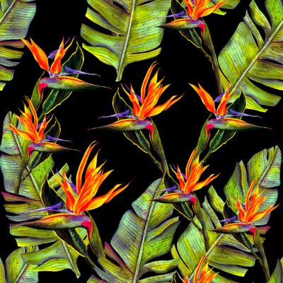 Papier peint  Stieglitz, pattern, watercolor funny seamless wallpaper wallpaper of tropical green palm leaves and strelitzia flowers on a black background.