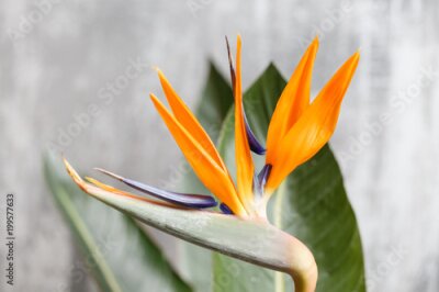 Papier peint  Still life with an orange flower of Strelitzia Reginae - bird of paradise. Vintage grey background. Orange color bud and green leaves. Horizontal photo
