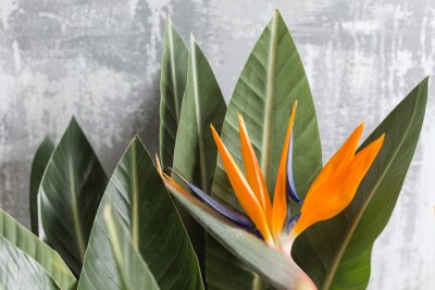 Papier peint  Still life with an orange flower of Strelitzia Reginae - bird of paradise. Vintage grey background. Orange color bud and green leaves. Horizontal photo