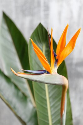 Papier peint  Still life with an orange flower of Strelitzia Reginae - bird of paradise. Vintage grey background. Orange color bud and green leaves. Vertical photo