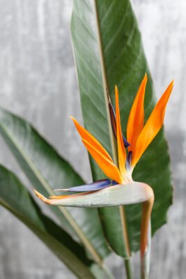 Papier peint  Still life with an orange flower of Strelitzia Reginae - bird of paradise. Vintage grey background. Orange color bud and green leaves. Vertical photo