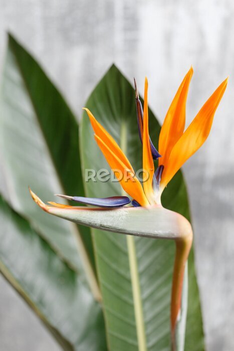 Papier peint  Still life with an orange flower of Strelitzia Reginae - bird of paradise. Vintage grey background. Orange color bud and green leaves. Vertical photo