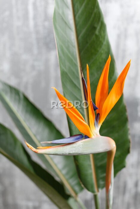 Papier peint  Still life with an orange flower of Strelitzia Reginae - bird of paradise. Vintage grey background. Orange color bud and green leaves. Vertical photo