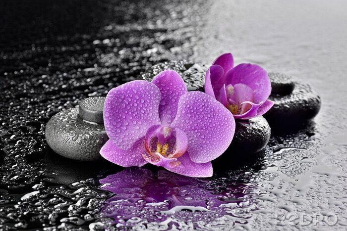 Papier peint  Storczyki z kamieniami bazaltowymi