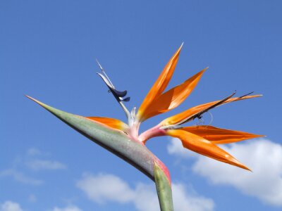 Papier peint  Strelicia 1