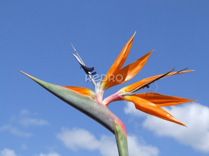 Papier peint  Strelicia 1