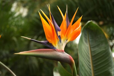 Papier peint  strelicija royal (Strelitzia reginae)