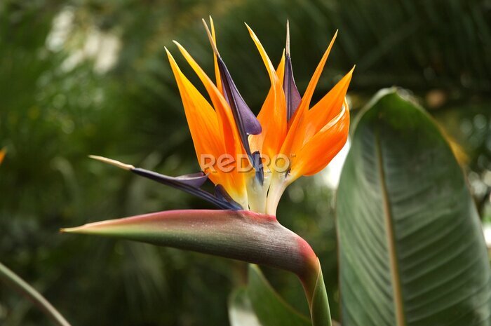 Papier peint  strelicija royal (Strelitzia reginae)