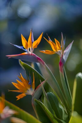 Papier peint  Strelicja królewska (Strelitzia Reginae), rozmyte tło