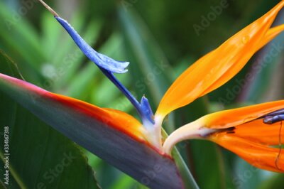 Papier peint  Strelitza flower (Strelitzia reginae) blooming with vibrant colors, blue, orange, white. Spring time.