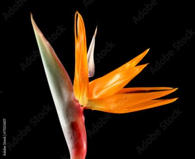 Papier peint  Strelitzia