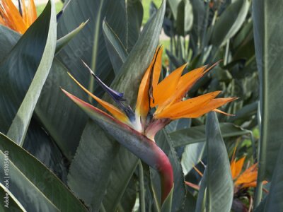 Papier peint  Strelitzia
