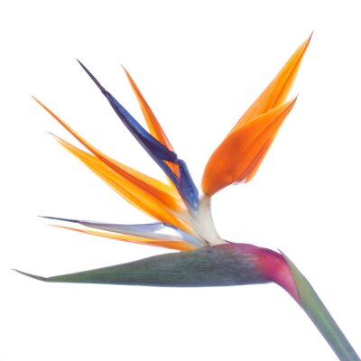 Papier peint  Strelitzia