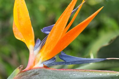 Papier peint  Strelitzia