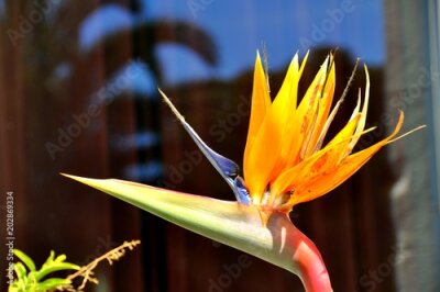 Papier peint  Strelitzia