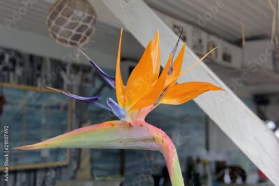 Papier peint  Strelitzia