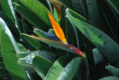 Papier peint  Strelitzia