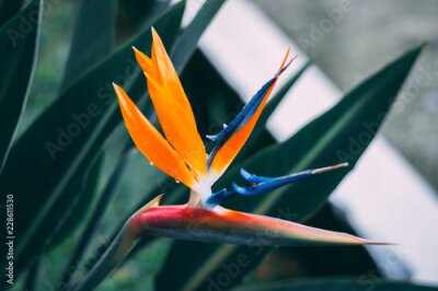 Papier peint  Strelitzia