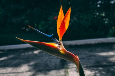Papier peint  Strelitzia