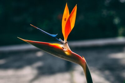 Papier peint  Strelitzia