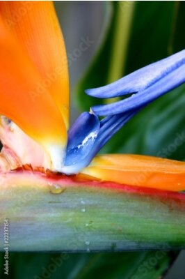 Papier peint  Strelitzia
