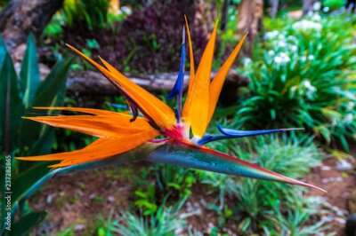 Papier peint  Strelitzia