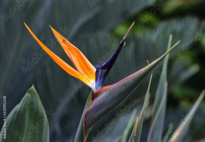 Papier peint  Strelitzia