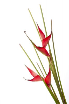 Papier peint  Strelitzia