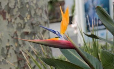 Papier peint  strelitzia