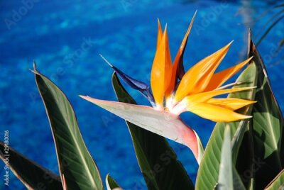 Papier peint  Strelitzia