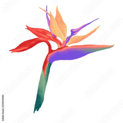 Papier peint  Strelitzia