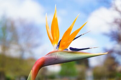 Papier peint  Strelitzia