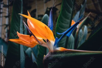 Papier peint  Strelitzia