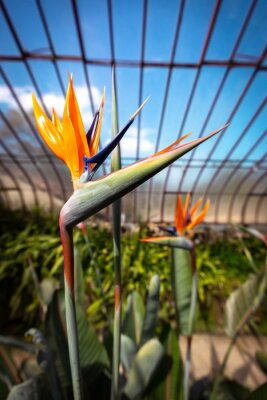 Papier peint  strelitzia