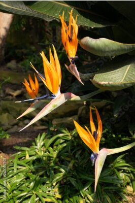 Papier peint  strelitzia