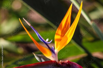 Papier peint  Strelitzia