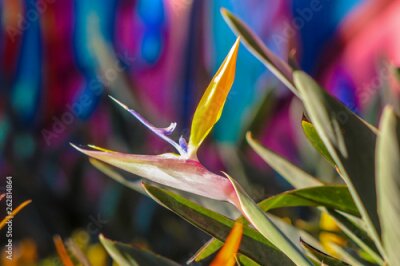 Papier peint  Strelitzia