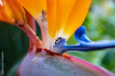 Papier peint  Strelitzia