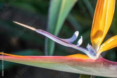Papier peint  Strelitzia
