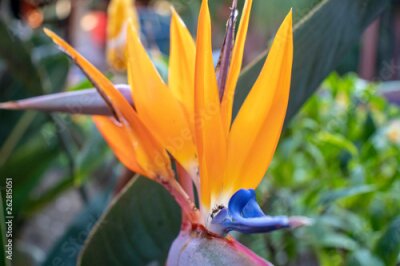 Papier peint  Strelitzia