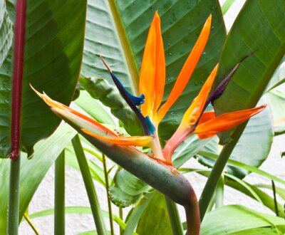 Papier peint  Strelitzia
